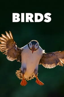 უყურეთ Birds ონლაინ რეჟიმში