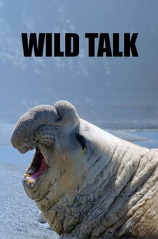უყურეთ Wild Talk ონლაინ რეჟიმში