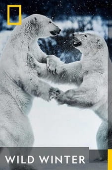 უყურეთ Wild Winter ონლაინ რეჟიმში