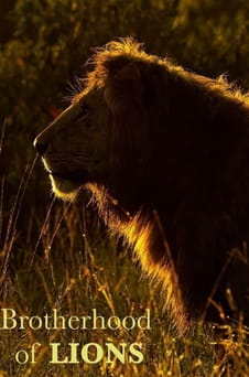 უყურეთ Brotherhood of Lions ონლაინ რეჟიმში