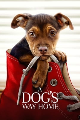 A Dog's Way Home - SWEET.TV Watch A Dog's Way Home online