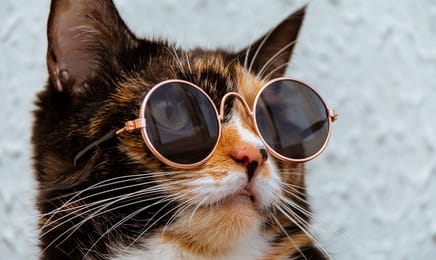 Zakręcone stworzonka z Internetu S2E11