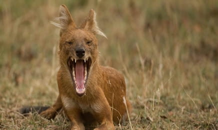 Дикая Индия S1E3