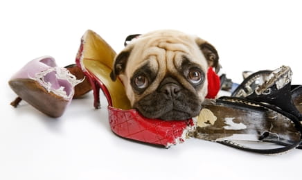 Zlobivý pes S3E1 - Tvrdohlavci