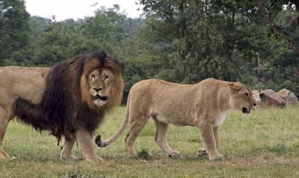 Увлекательная зоология: лучшее S1E2 - Свиньи и собаки