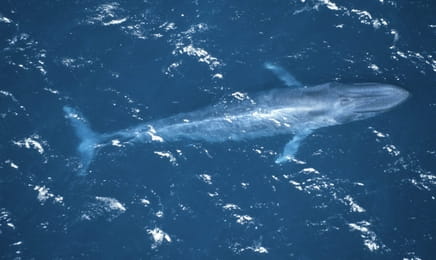 Lumea albastră S4E1 Lumea albastră S4E1