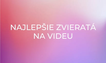 Najlepšie zvieratá na videu