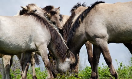 Новая дикая природа Европы S1E1 - Пропавшая рысь