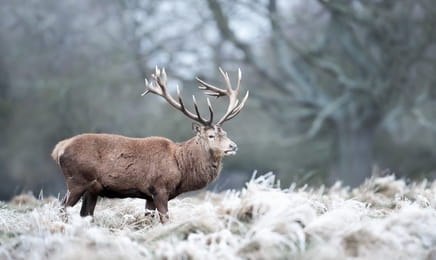 Poľovnícke zvyky a tradície