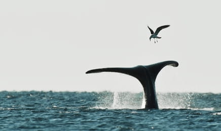 Дикая природа Аргентины S1E1