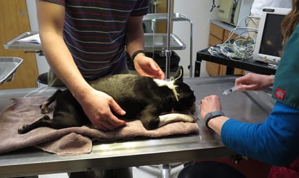 Niezwykły dr Pol S12E16 - Naindyczony