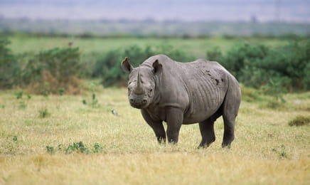 Saba a tajemství nosorožce Saba a tajemství nosorožce