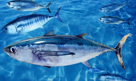 Fantastyczny świat ryb