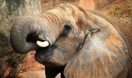 Prywatne życie zwierząt S3E1 - Inspiracje z natury