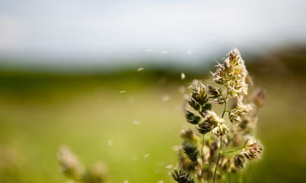 Pollenjelentés Pollenjelentés