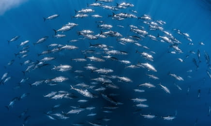 Átalakulóban a mediterrán élővilág - Utódgondozás