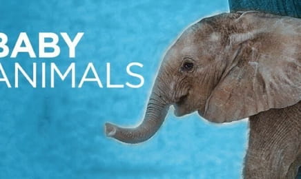 Najsłodsze zwierzątka S1E17