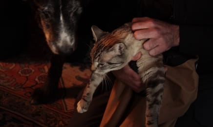 Снимите кошку с дерева S1E8 - Котик, ты меня слышишь? Снимите кошку с дерева S1E8 - Котик, ты меня слышишь?