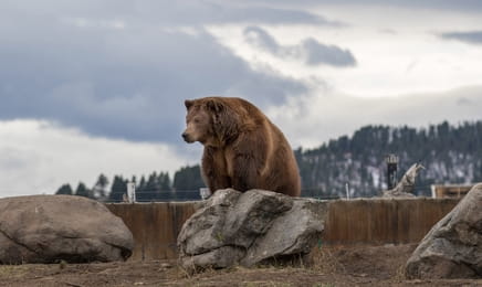 Dospívání grizzlyho: Příběh dvou sirotků