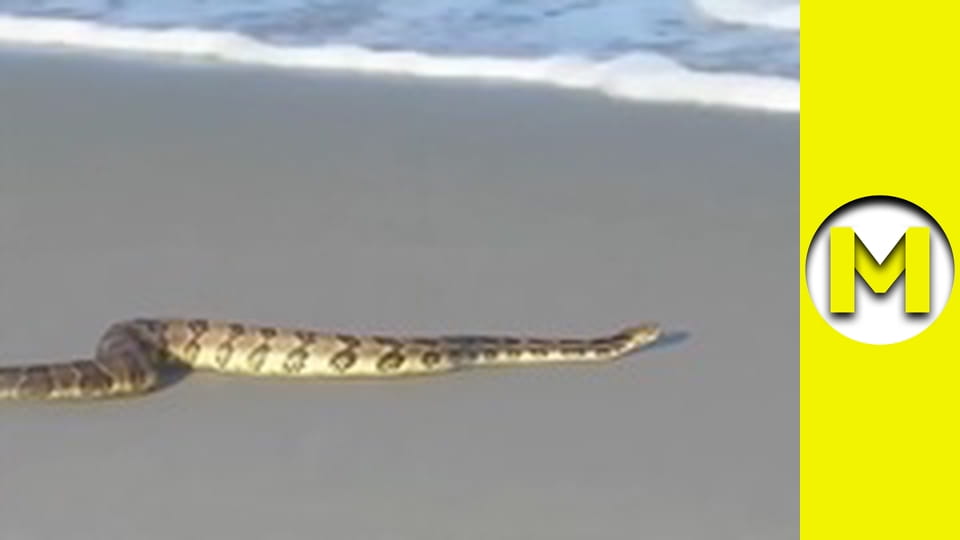 Max TV - season 1 - episode 140