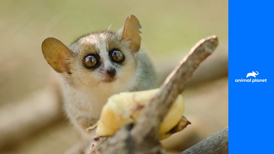 Malí obři S1E14 - Okřídlený bojovník