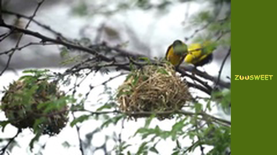 Wild Wonders at the San Diego - episode 20