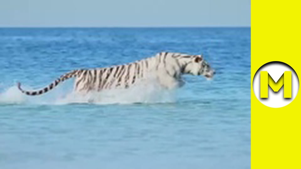 Max TV - season 1 - episode 167