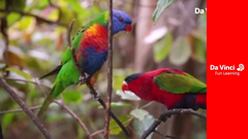 Animal Embassy - A Day in the Life of Rafa