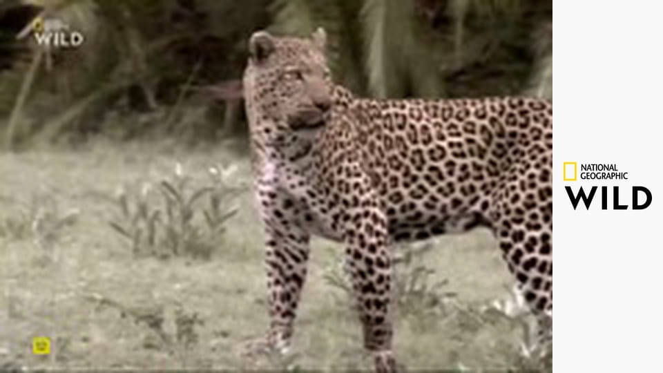 Самые опасные животные S3E3 - Холодные убийцы