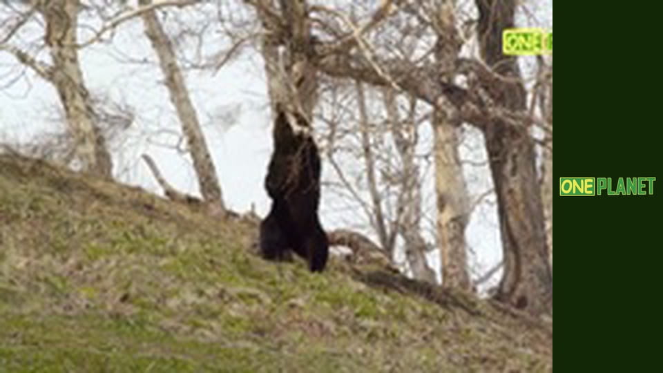 Медведи, 1 эп. Земля медведей.