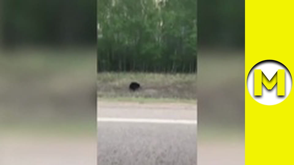 Max TV - season 1 - episode 152