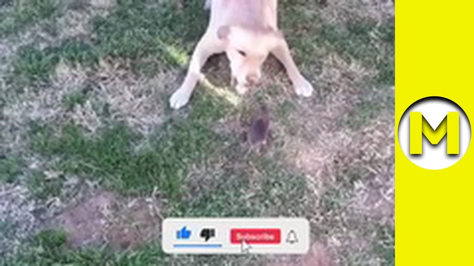 TOP (Max TV) - season 3 - episode 57