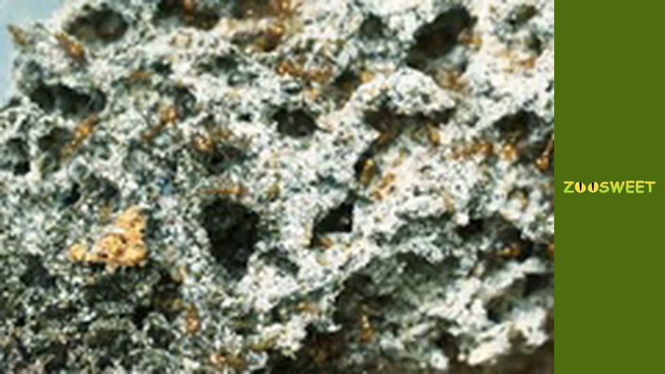 Wild World at the San Diego - episode 19