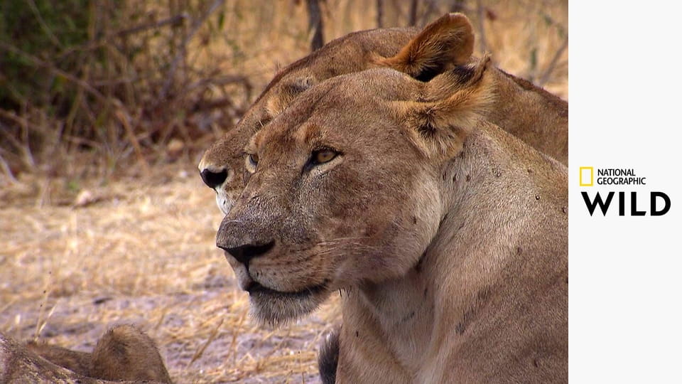 Malika: Az oroszlánkirálynő S1E2 - A trónkövetelő