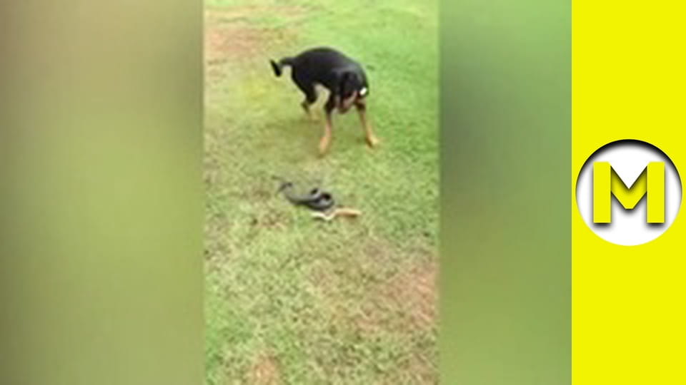 Max TV - season 1 - episode 102