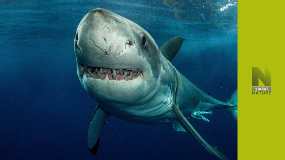 Планета акул S1E2 - Океанський мандрівник