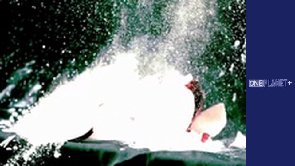 Festivals of the world, Season 1, Episode 12