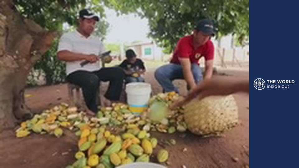 Chocolate plantations, piranha & crocodile hunting. Bolivia.