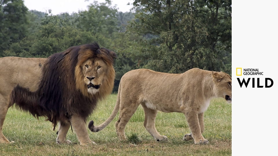 Увлекательная зоология: лучшее S1E4 - Волки и коровы