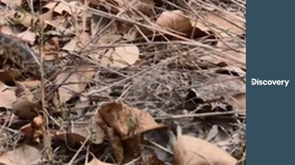 Голые и напуганные S2E29