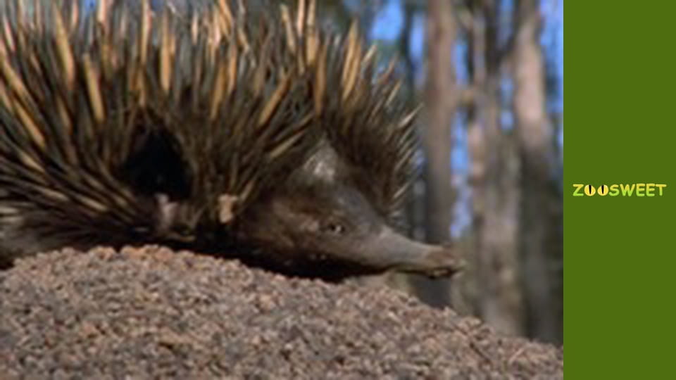 My friends are animals. Baby animals - episode 26