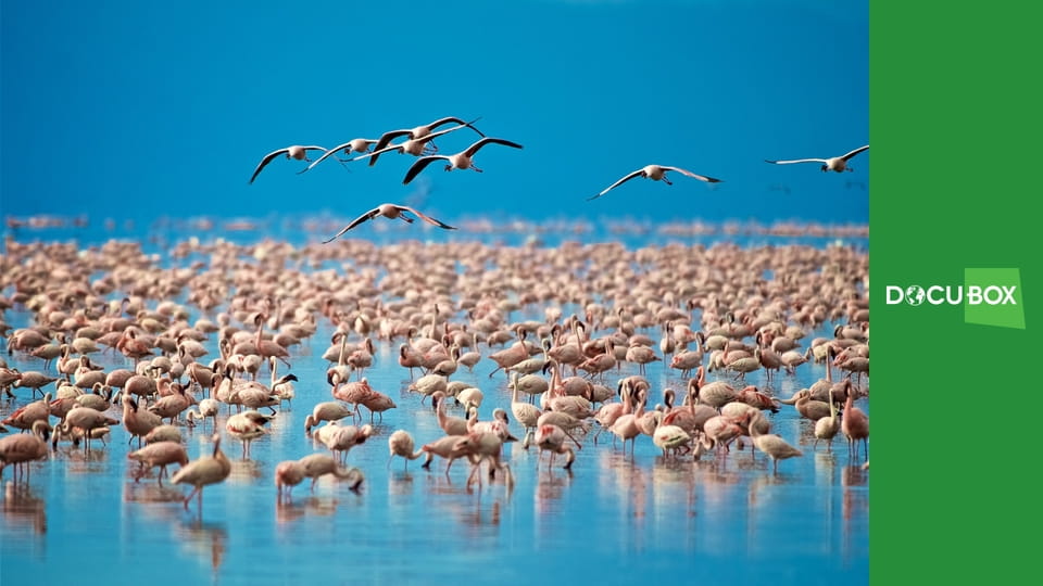 Wyprawa do Afryki S2E4 - Park Narodowy Amboseli