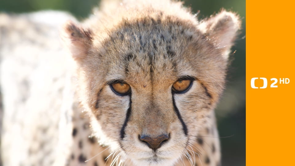 Pozoruhodná gepardí rodinka E3 - Ztráty a nálezy