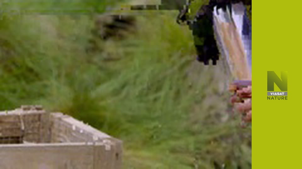 Vnútri lesa: Obdobie zázrakov (2)