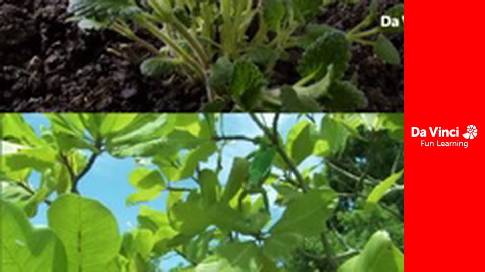 Know it All - Why Are Plants So Green?