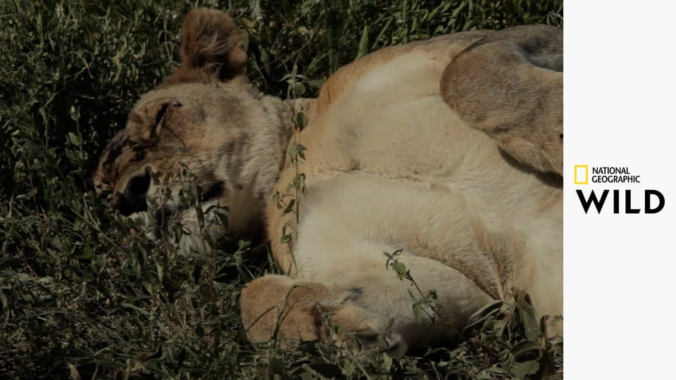 Války koček: Lev versus gepard