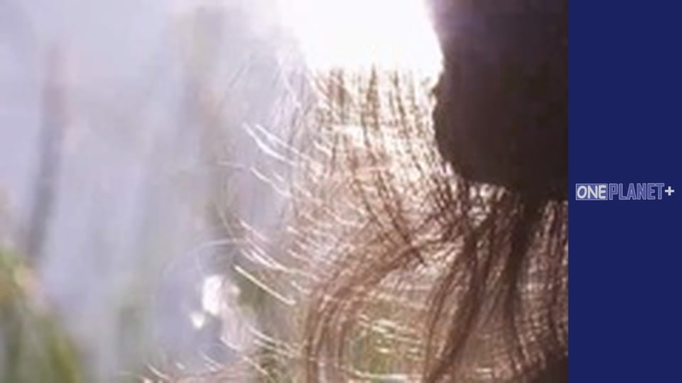 Secrets of the Brain - series 6