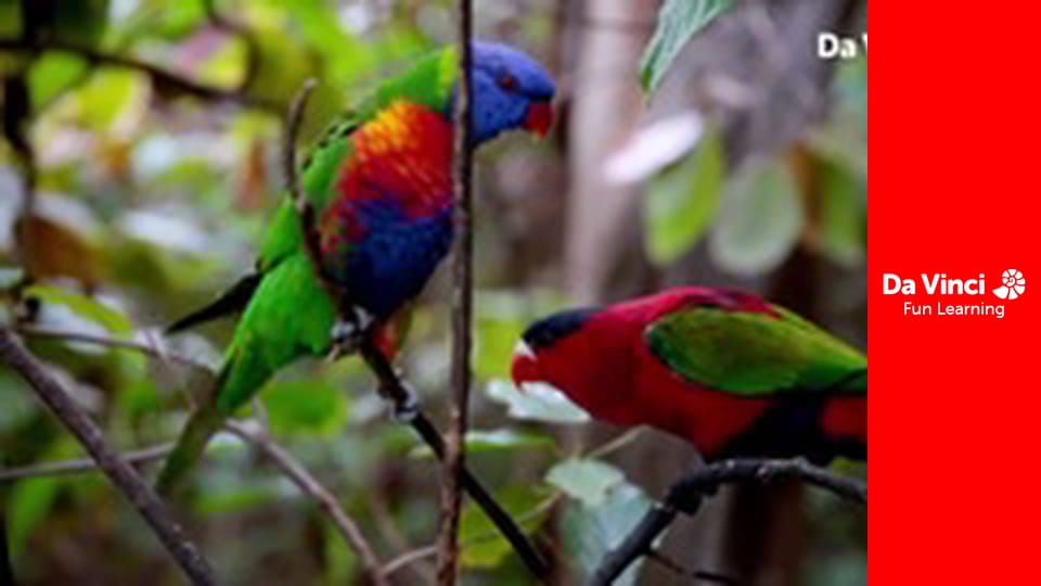 Animal Embassy - Panda and Macaw