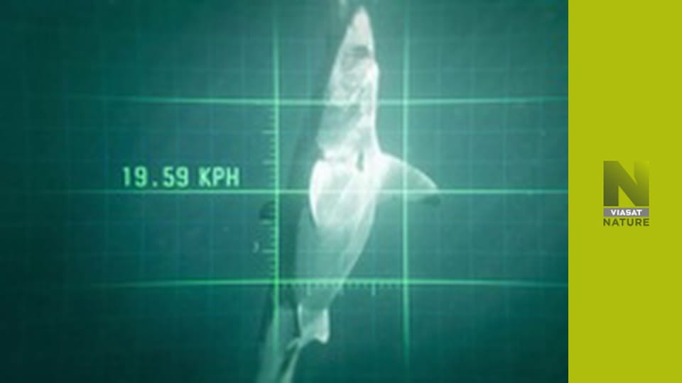 Бос серед акул