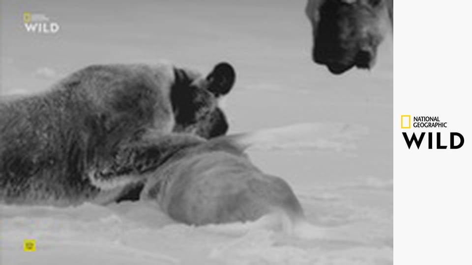 Львы пустыни: Выживание на Скелетном побережье